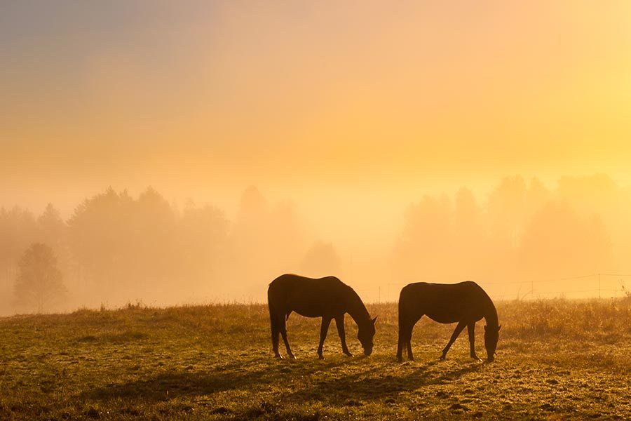 Contact - Silhouetted Horses Grazing in a Field at Dusk, Golden Light All Around
